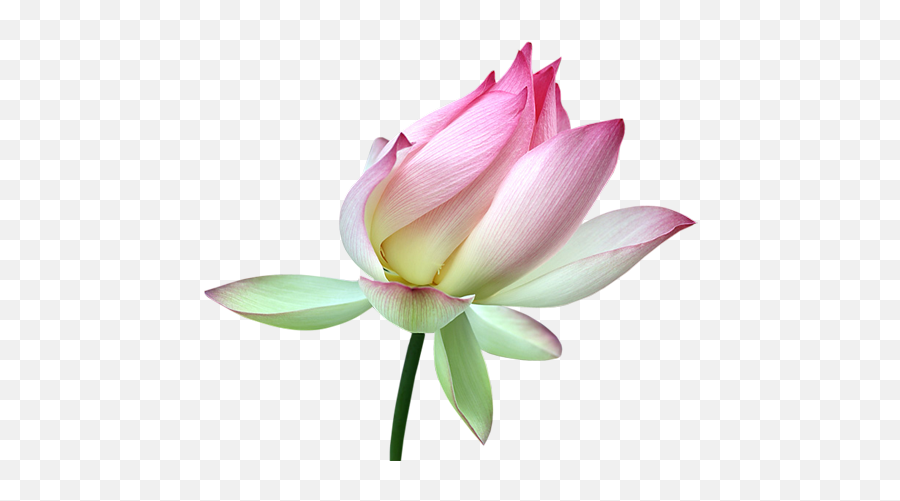 Lotus Flower Png Images Free Download - Lotus Flower Png Transparent Emoji,Lotus Flower Transparent Background