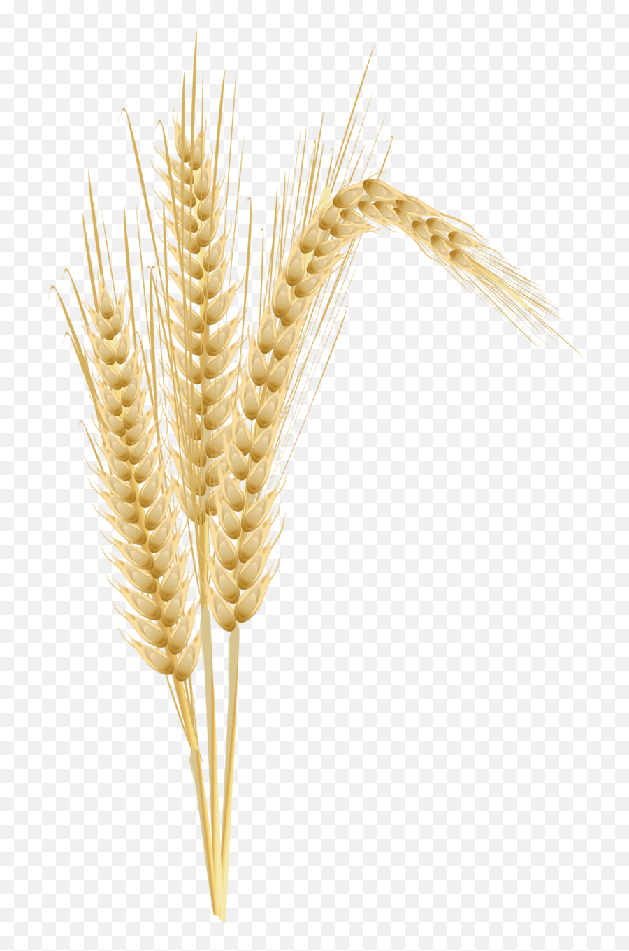 Wheat Clipart Tree Wheat Tree Transparent Free For Download - Transparent Wheat Plant Png Emoji,Wheat Clipart