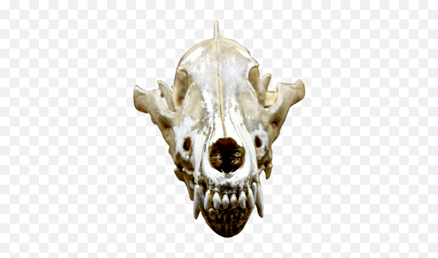 Animal Skull Transparent Free Png - Animal Skull Transparent Emoji,Skull Transparent