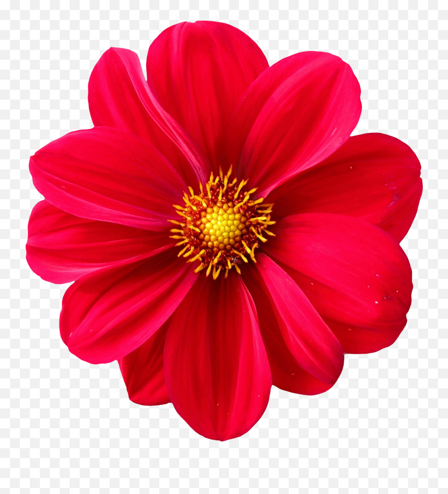 Flower Png Transparent Flower Png - Dahlia Flower Png Emoji,Flower Png