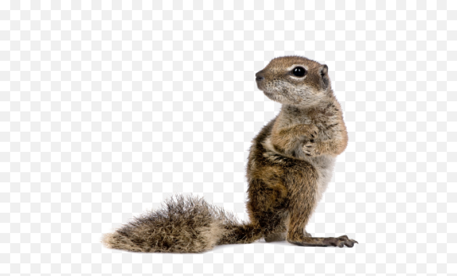 Baby Squirrel Transparent Background - Squerel Png Emoji,Squirrel Transparent