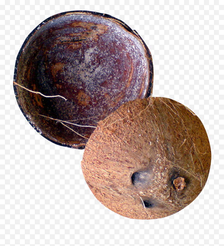 Coconut Shell Png Image - Coconut Shell Photos Download Emoji,Shells Png