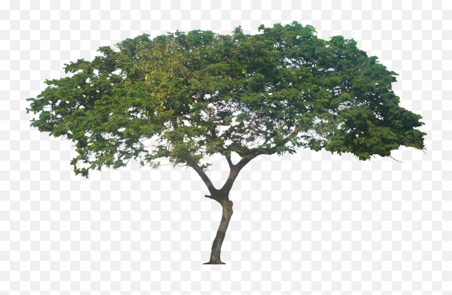 Tropical Trees Png Emoji,Tropical Tree Png