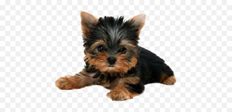 Yorkie Puppy Png - Puppy Png Emoji,Puppy Png