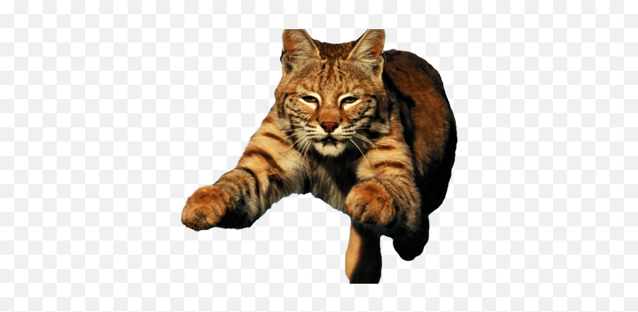 Bobcat - Bobcat Attacking Emoji,Bobcat Png