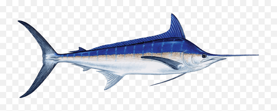 Blue Marlin - Transparent Background Blue Marlin Png Emoji,Flordia Marlins Logo