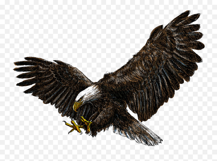 Bald Eagle Png Pic - Flying Philippine Eagle Png Emoji,Eagle Png