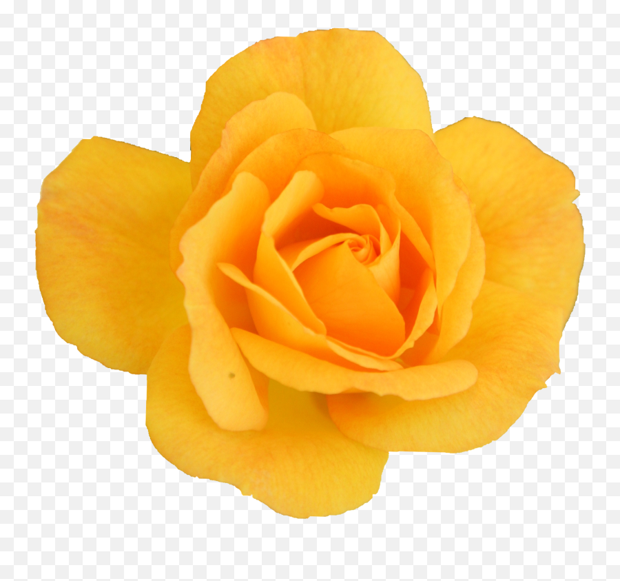 6 Yellow Rose Png Transparent Onlygfxcom - Yellow Orange Rose Png Emoji,Yellow Flower Transparent
