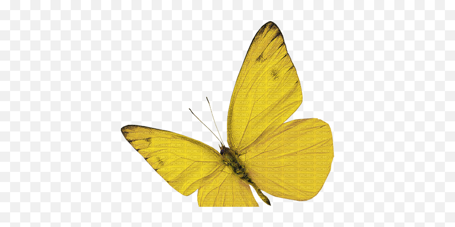 Yellow Butterfly Butterfly Yellow - Picmix Emoji,Yellow Butterfly Png