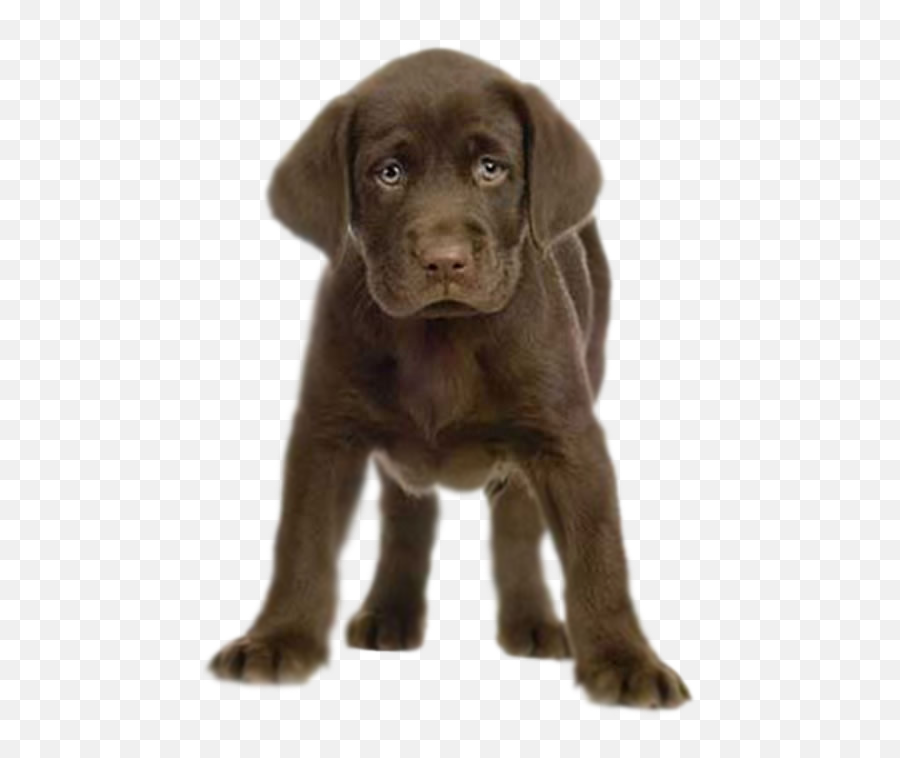 Download Puppy Transparent Hq Png Image - Puppy Png Transparent Emoji,Puppy Png