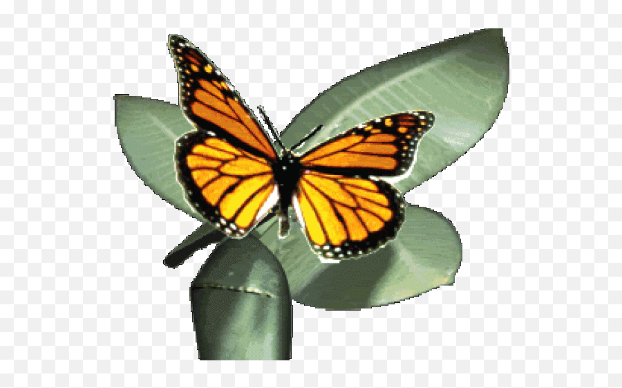Monarch Butterfly Clipart Gif Animation - Animated Monarch Butterflies Emoji,Monarch Butterfly Clipart