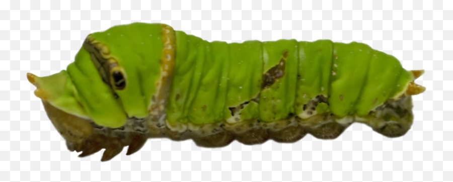 Download Caterpillar Png Png Image With - Real Caterpillar Png Emoji,Caterpillar Png