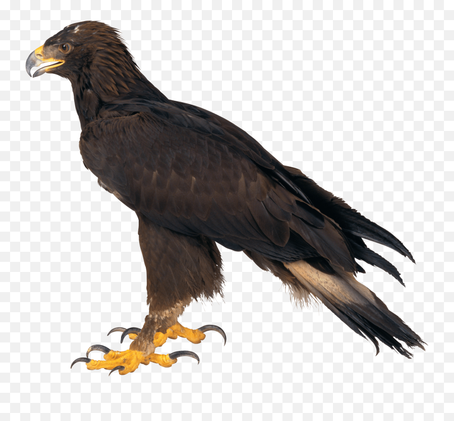 Download Eagle Png Image Download Hq - Eagle Png Emoji,Eagle Png