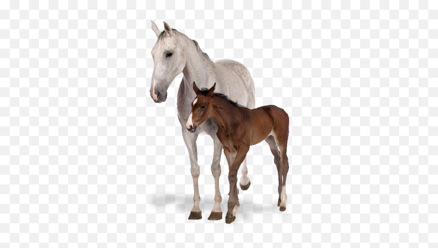 Dx - Jument Poulain Fond Blanc Emoji,Horses Png