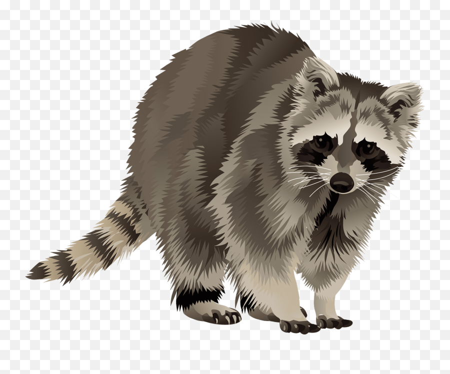 Raccoon Watchs At Animalden Emoji,Raccoons Clipart