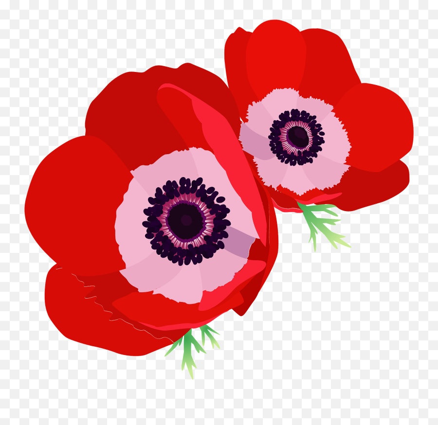 Poppy Anemone Flower Clipart Free Download Transparent Png - Poppy Clipart Transparent Emoji,Flower Clipart