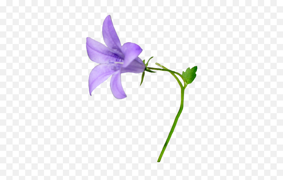Download Hd Purple Flower Clipart Detailed Flower - Bellflower Png Emoji,Purple Flower Clipart