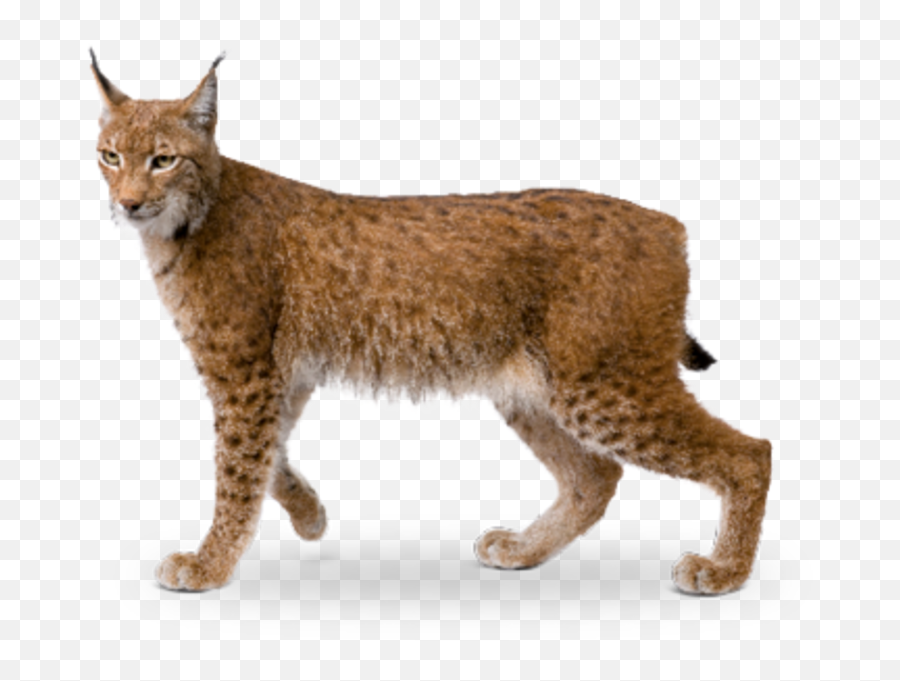 Bobcat Eurasian Lynx Wildcat California - Lynx Png Emoji,Bobcat Png