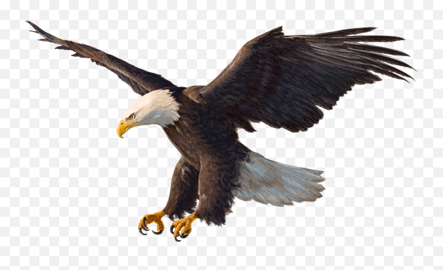 Bald Eagle Drawing - Eagle Picture With White Background Emoji,Eagle Png