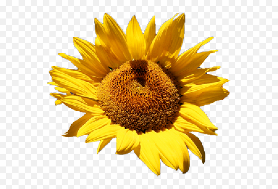 Sunflower Png Free Download 38 Png Images Download - Common Sunflower Emoji,Sunflower Png