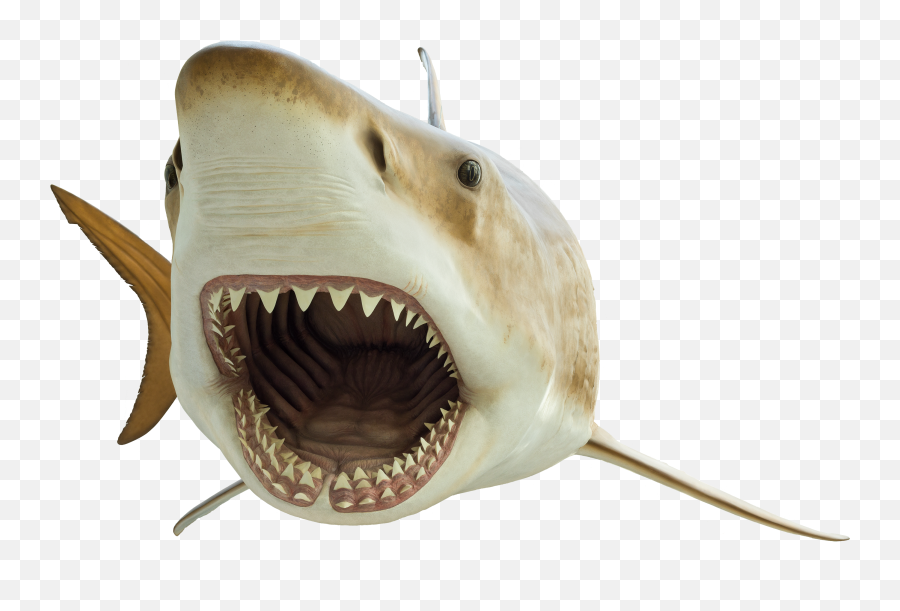 Face Megalodon Shark Transparent Png Png Mart - Megalodon En Png Emoji,Shark Transparent