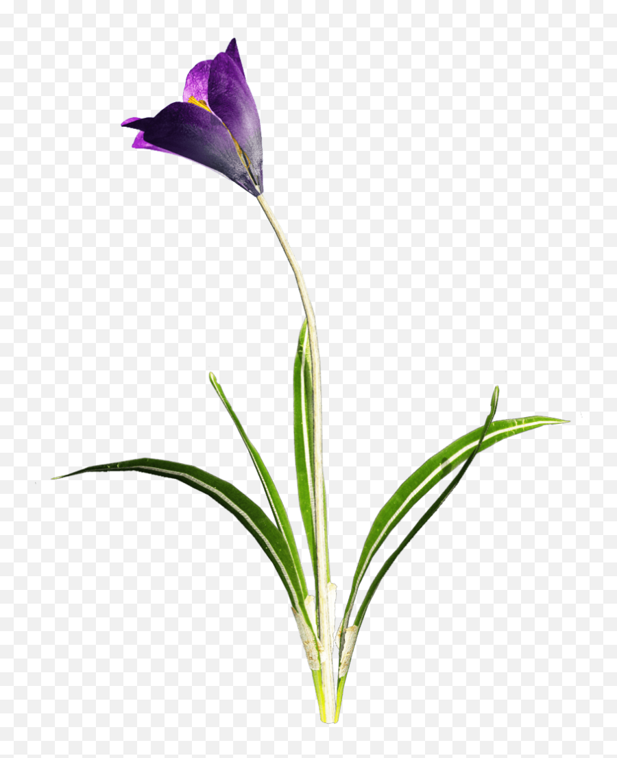 Crocus Purple Flower Transparent Png - Purple Flowers With Stem Png Emoji,Purple Flower Transparent