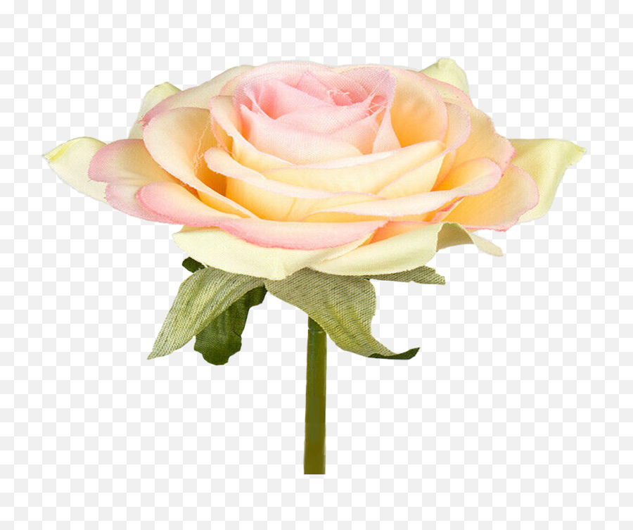 Yellow Rose Orange Flower - Free Image On Pixabay Garden Roses Emoji,Yellow Flower Transparent