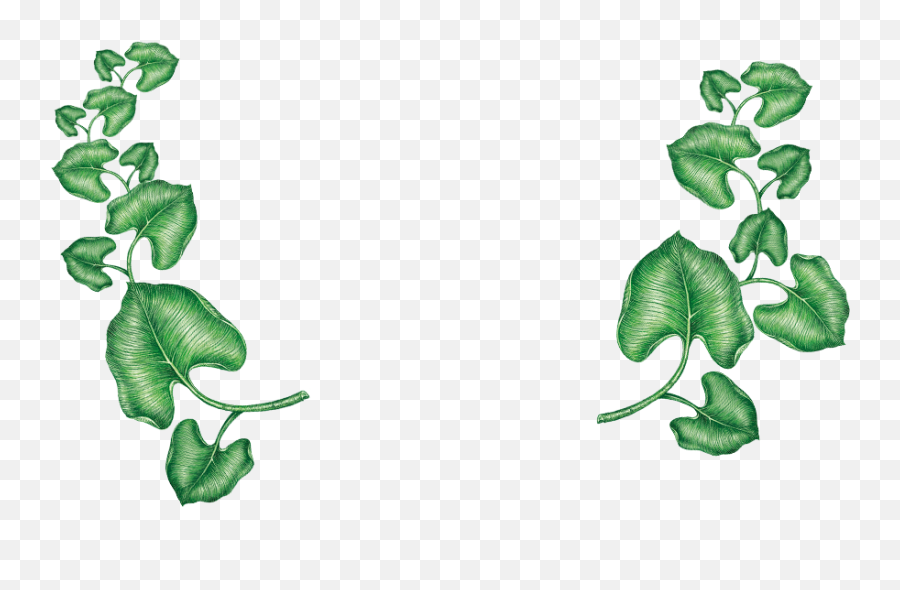 Common Daisy Emoji,Hanging Of The Greens Clipart