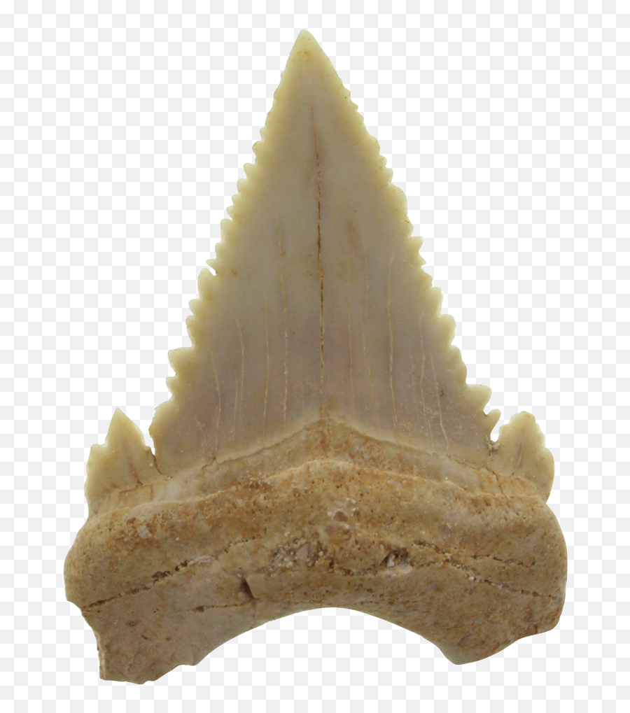 Download Authentic Sharks Tooth Fossil - Authentique Dent Emoji,Tooth Transparent Background
