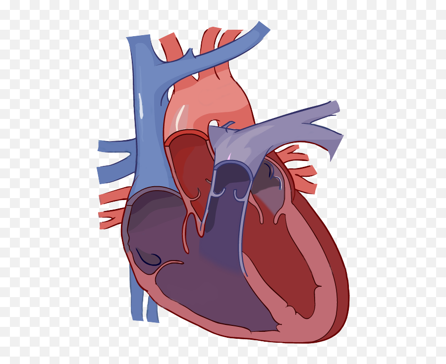Library Of Human Heart Picture Blood - Blank Coloured Heart Diagram Emoji,Human Heart Clipart