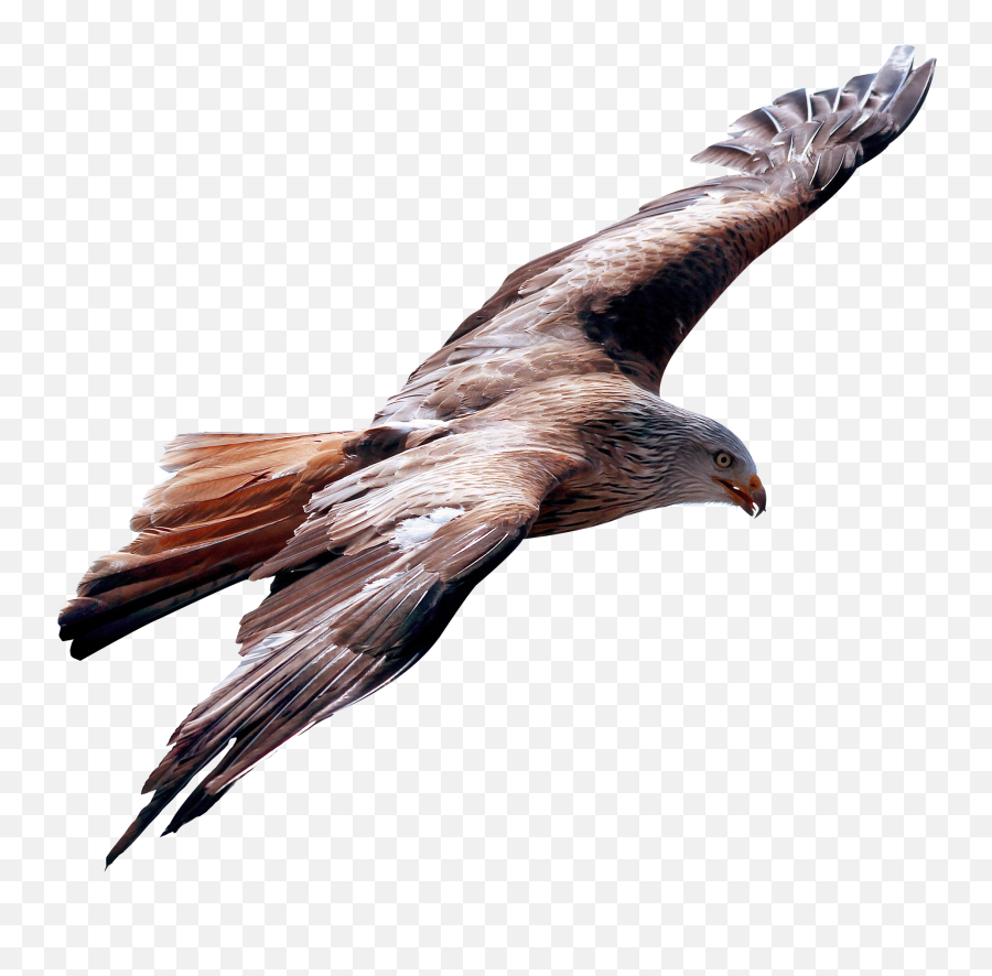 Eagle Fly Png Image - Flying Eagle With Transparent Background Emoji,Fly Png