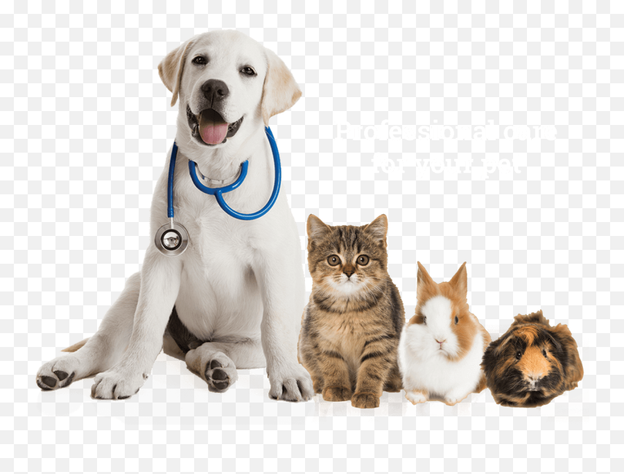 Download Labrador Sitting Pet Veterinarian Pets Puppy - Imagenes De Mascotas Png Emoji,Veterinarian Clipart