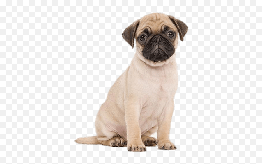 Cute Pug Puppy Transparent Png - Stickpng Pug Emoji,Cute Png