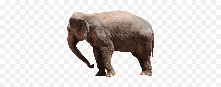 Download Elephant Free Png Transparent - Elephany Png Emoji,Elephant Transparent Background