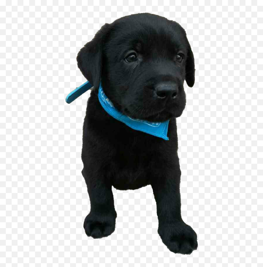 Labrador Retriever Png Transparent Images Png All - Black Labrador Retriever Puppy Png Emoji,Labrador Clipart