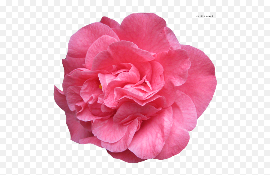 Download Hd Pink Flower Clipart Real - Real Flower Vector Emoji,Real Flower Png