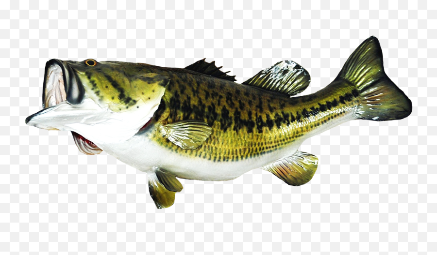 Bass Fish Png Clip Art Royalty Free - Bass Fish Png Emoji,Bass Clipart