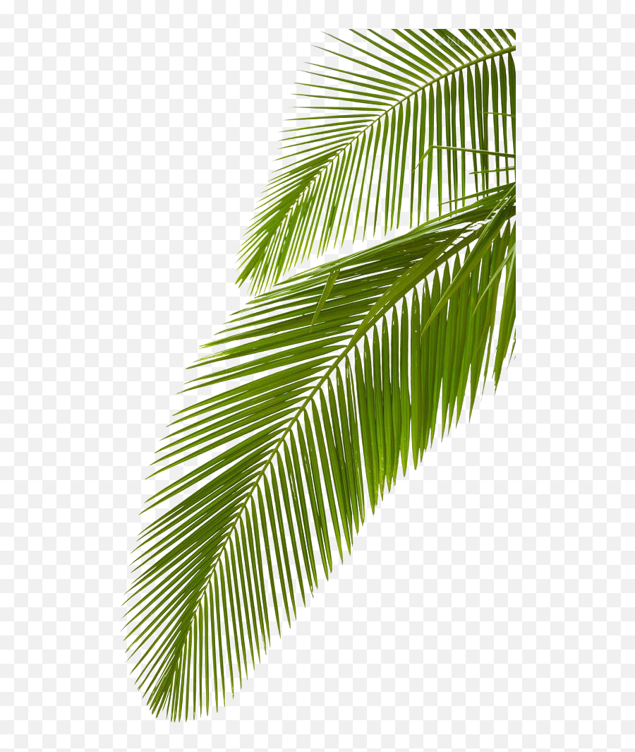 Arecaceae Leaf Stock Photography Palm Branch Royalty - Free Transparent Background Palm Leaves Png Emoji,Palm Leaves Png