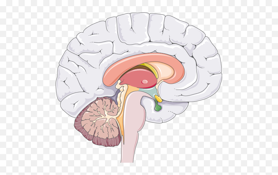 Smart - Servier Medical Art Medial View Brain Clipart Emoji,Liver Clipart