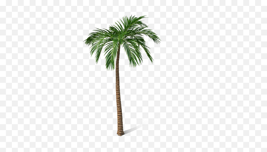 Palm Tree Png Images Transparent - Fresh Emoji,Png File