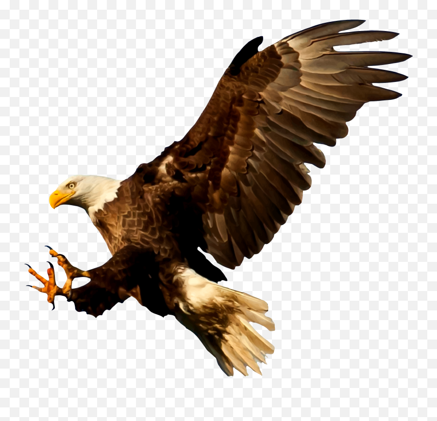 Bald Eagle Bird Silhouette - Bird Of Prey Clipart Emoji,Eagle Png