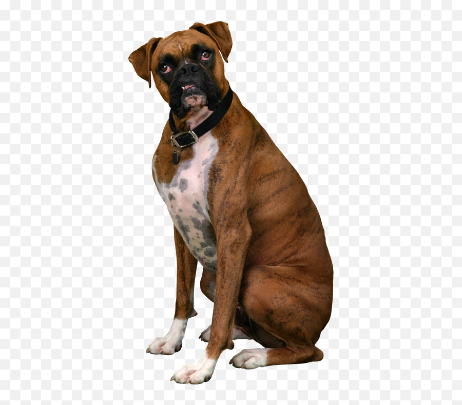 Search For - Dlpngcom Emoji,Boxer Dogs Clipart