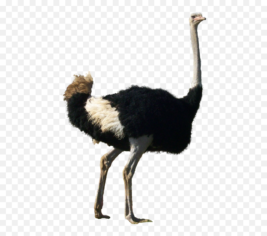Library Of Ostrich With Head In Ground - Ostrich Transparent Background Emoji,Ostrich Clipart