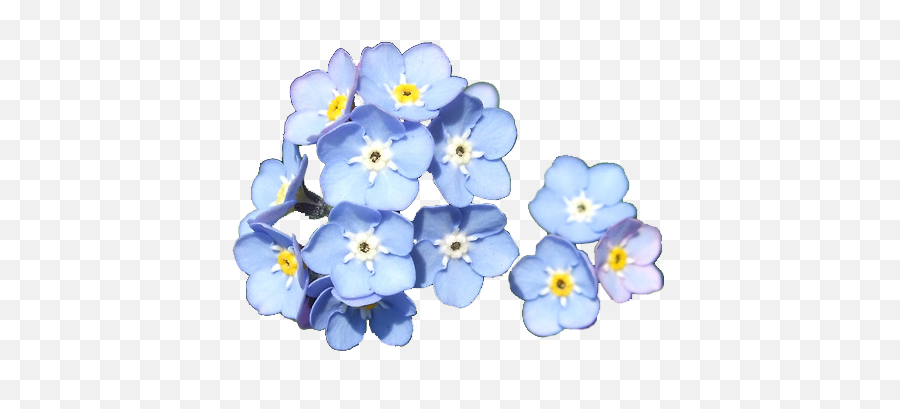 Me - Forget Me Not Transparent Emoji,Forget Me Not Flowers Clipart