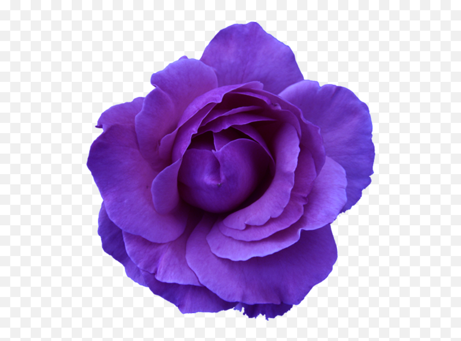 Blue Flower Clipart Flower Head - Purple Flower Png Transparent Background Emoji,Purple Flower Transparent