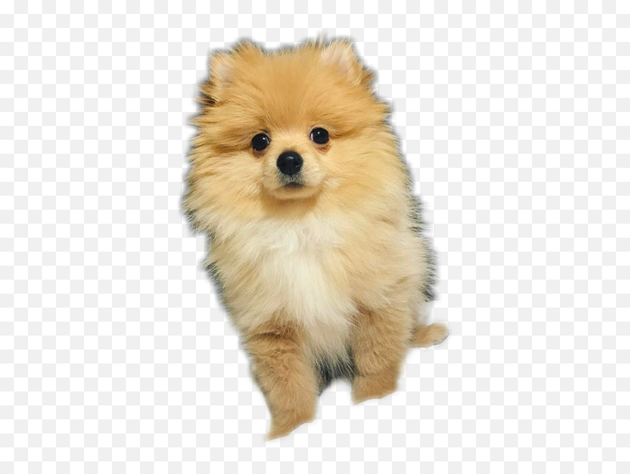 Report Abuse - Breed Logan Paul Dog Emoji,Logan Paul Transparent