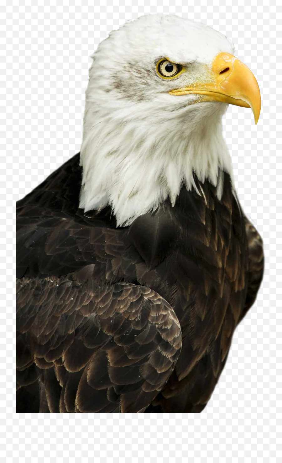 Eagle Png Transparent Image - Eagle Png Transparent Emoji,Eagle Png