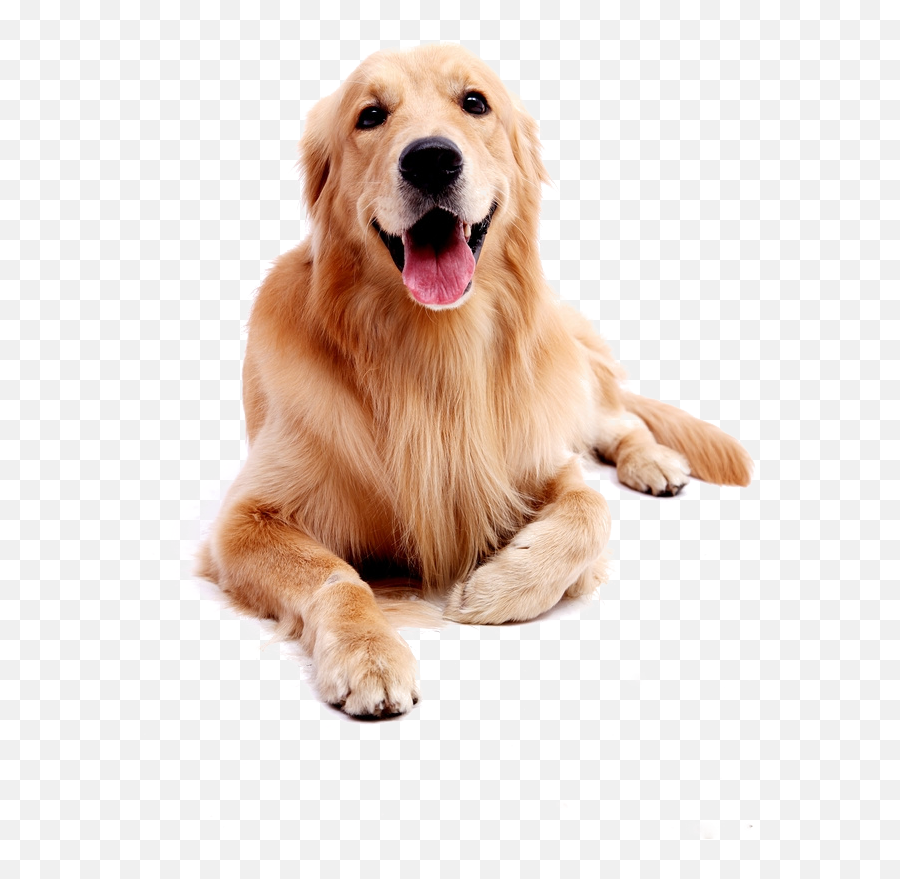 Download Golden Labrador Pet Dog Puppy Retriever Clipart Png - Dog Golden Png Emoji,Labrador Clipart