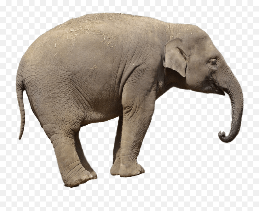 Elephants Clipart Png Picpng - Transparent Elephant Trunk Png Emoji,Elephant Clipart