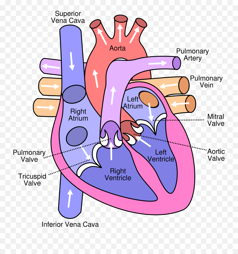 Lungs Clipart Breathlessness Lungs Breathlessness - Bicuspid And Tricuspid Valves Located Emoji,Lungs Clipart